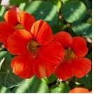 20+ SEEDS Empress Of India Nasturtium Seeds | Non-GMO
