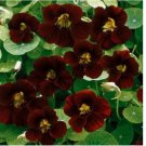 15+ SEEDS Nasturtium BLACK VELVET Heirloom Edible Beneficial Flowers USA Non-GMO