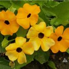 50+ SEEDS BLACK EYED SUSAN VINE Mixed Colors Tender Perennial Pollinators Non-GMO