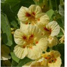 25 SEEDS Nasturtium PEACH MELBA Dwarf 8-14" Tender Perennial Edible Non-GMO