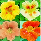 NASTURTIUM SPRING MIX SEEDS AWARD DROUGHT SHADE TOLERANT FLOWERS DWARF BEES 50+ SEEDS