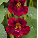 10SEEDS Black Velvet Nasturtium Seeds | Non-GMO