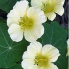 10 SEEDS Nasturtium MOONLIGHT Creamy White Moon Edible Flowers HEIRLOOM Non-GMO