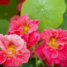 20 SEEDS Nasturtium JEWEL CHERRY ROSE Vine Edible Fragrant Hummingbirds Non-GMO