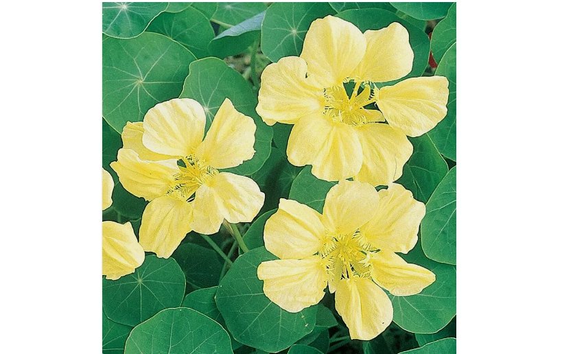15 SEEDS Moonlight Nasturtium Seeds