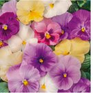 100+ SEEDS Pansy Mix PASTELS Viola Containers Cool Weather Edible USA Non-GMO