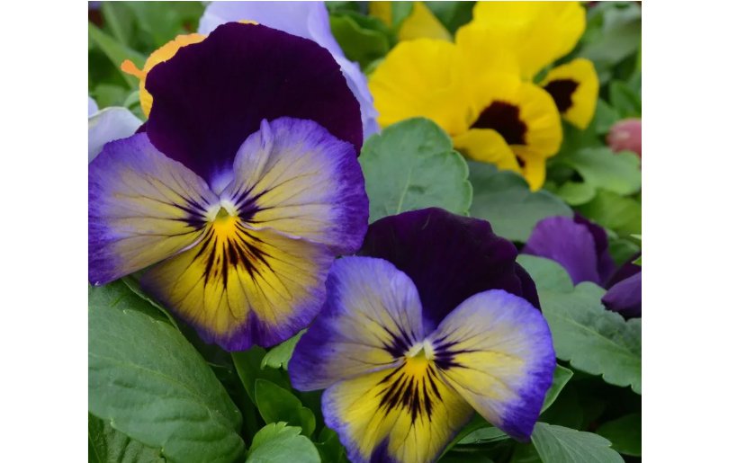 Cool Wave Edition Pansy Seeds . Beautiful Mix ! Planting / Garden / Flowers ! 20 SEEDS