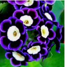 purple petunia bullseye flower seeds for spring summer fall fast growing  20 SEEDS