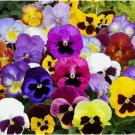 200 SEEDS PANSY MIX Heirloom Garden Viola Pollinators GroundCover Edible Non-GMO