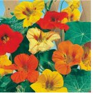 NASTURTIUM SEEDS FRESH FOR YOUR FLOWER GARDENS 25 SEEDS