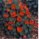 EMPRESS OF INDIA NASTURTIUM SEEDS FRESH FOR YOUR FLOWER GARDENS 25 SEEDS