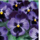 Pansy Seeds. Halloween II . Rare ! Flowers 20+ SEEDS