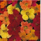 TOM THUMB NASTURTIUM SEEDS FRESH FOR YOUR FLOWER GARDENS 25+ SEEDS