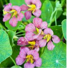 15+ SEEDS Nasturtium PURPLE EMPEROR 18-24" Edible Flowers Heirloom Non-GMO 15+ SEEDS Nasturtium PURPLE EMPEROR 18-24" Edible Flowers Heirloom Non-GMO