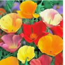 CALIFORNIA POPPY SPRING MIX SEEDS DEER RESISTANT WILDFLOWERS HUMMINGBIRDS 1400+ SEEDS