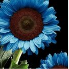 Blue Sunflower Seeds Plants Garden Plants bonsai rare flower colorful organic 35 SEEDS