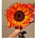 Orange Autumn Sunflower Seeds Plants Garden Plants rare flower colorful 20 SEEDS