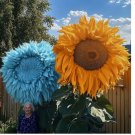 Rare Yellow & Blue Mixed Enchanting Giant Teddy Bear Sunflower 50 SEEDS