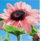 Pink Sunflowers Rare Planting Sunflower Garden Bonsai Flower organic 30 SEEDS