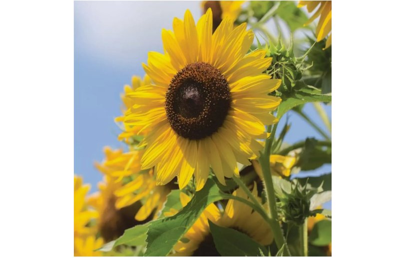 Multi-Headed Sunflower Seeds for Planting- Rare and Stunning Garden Blooms 50 SEEDS