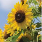 Multi-Headed Sunflower Seeds for Planting- Rare and Stunning Garden Blooms 50 SEEDS