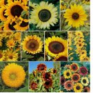 Sunflower SUNNY Mix 10 Species Annual/Perennial Non-GMO 100 SEEDS