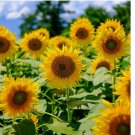 50 SEEDS Sunflower MAMMOTH GREY – STRIPE Edible HEIRLOOM Bees 12' Tall! Non-GMO
