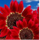 RED SUN RARE SUNFLOWER 75 SEEDS FLOWERS BEAUTIFUL TALL CUT NON-GMO
