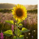 RARE TAIYO SUNFLOWER SEEDS | ORGANIC TALL FLOWERS | HEIRLOOM NON-GMO 50 SEEDS
