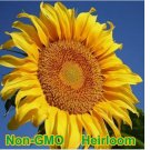 30 SEEDS Mammoth Grey-Stripe Sunflower Seeds BULK | Non-GMO