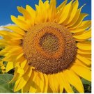 Mammoth Grey Stripe Sunflower 50 SEEDS