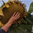 Mammoth Grey Stripe Sunflower 50 SEEDS