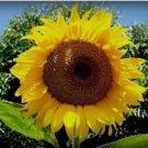 100 SEEDS SUNFLOWER, MAMMOTH RUSSIAN