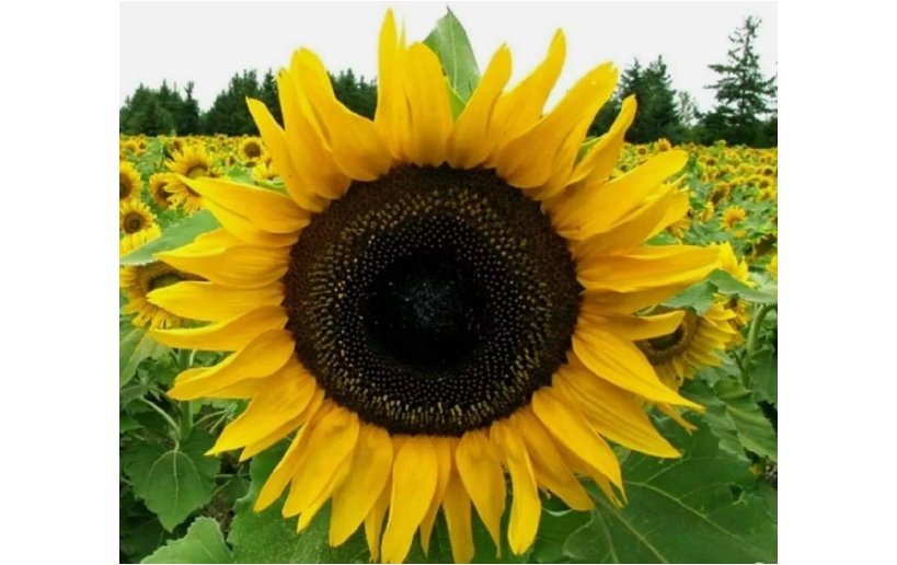 25 SEEDS Mammoth Sunflower