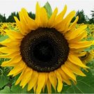 25 SEEDS Mammoth Sunflower