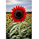 RED SUN RARE SUNFLOWER SEEDS FLOWERS BEAUTIFUL TALL CUT NON-GMO 30 SEEDS