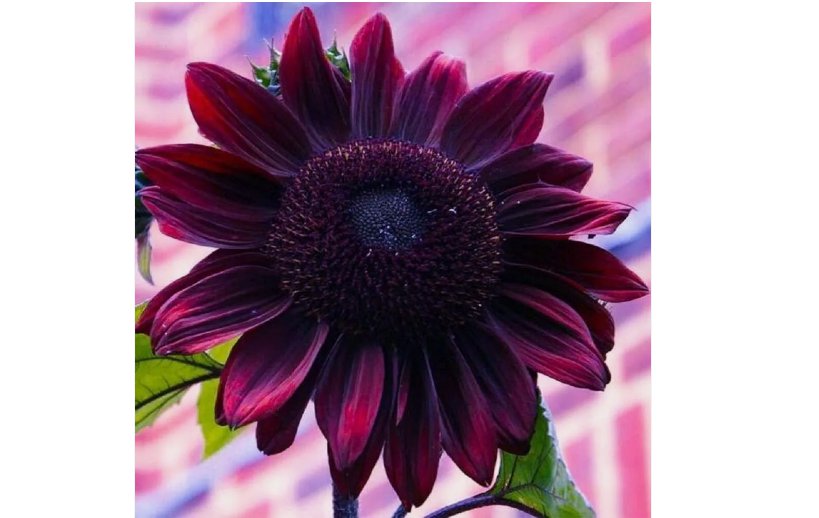 Chocolate Cherry Sunflower organic non-gmo 30 SEEDS
