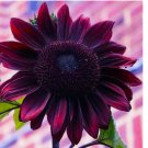 Chocolate Cherry Sunflower organic non-gmo 30 SEEDS