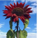 RED SUN SUNFLOWER SEEDS -- Heirloom -- NON GMO 50 SEEDS