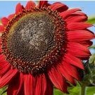 RED SUN SUNFLOWER SEEDS -- Heirloom -- NON GMO 100 SEEDS