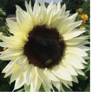 50 SEEDS ITALIAN WHITE SUNFLOWER annual FLOWER garden