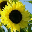 20 SEEDS LEMON QUEEN SUNFLOWER SEEDS ANNUAL flowers GARDEN