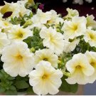 25 SEEDS Petunia Prism Sunshine Pelleted Seeds, Attracts Butterflies