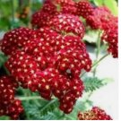 RED YARROW FRESH 100 SEEDS