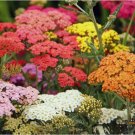 200 SEEDS Yarrow COLORADO Mix Perennial Wildflower Xeriscaping Non-GMO