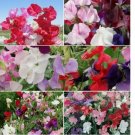 50 SEEDS Sweet Pea SWEETIE Mix 5 Species Heirloom Lathryus Fragrant Non-GMO