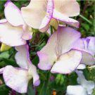 50 SEEDS Sweet Pea HIGH SCENT Vine Most Fragrant and Bi-Colored Flowers Non-GMO