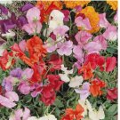 50 SEEDS Sweet Pea KNEE HIGH Mix 36" Dwarf Vine Great for Containers! Non-GMO