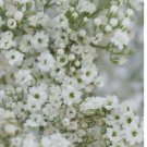 Baby's Breath Gypsophila Flower 1000 SEEDS