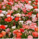1000 SEEDS Double Shirley Poppy Seeds 1000+ Flower MIXED Colorful